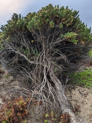 Ozothamnus turbinatus