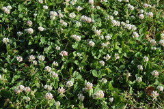 Trifolium nigrescens