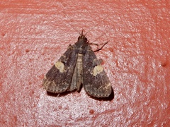 Hydrillodes gravatalis