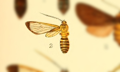 Sphecosoma simile