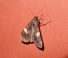 Hydrillodes gravatalis