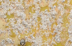 Diaspis echinocacti