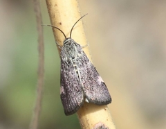 Heliothelopsis costipunctalis