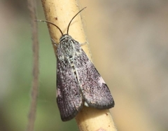 Heliothelopsis costipunctalis