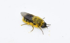 Lasiopa peleteria
