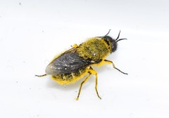 Lasiopa peleteria