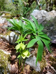 Helleborastrum