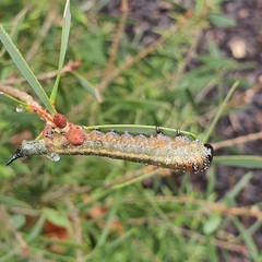 Pterygophorus cinctus