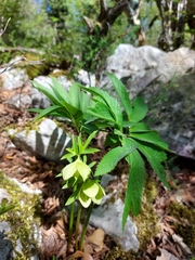 Helleborastrum