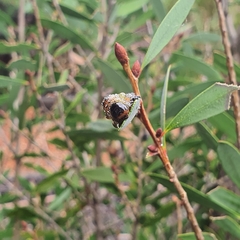 Pterygophorus cinctus