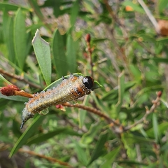 Pterygophorus cinctus