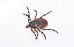 Hyalomma aegyptium