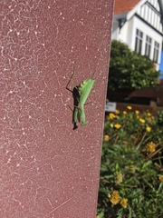 Miomantis caffra