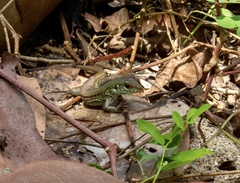 Ameiva bifrontata divisa