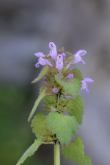 Lamium purpureum