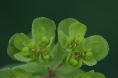 Euphorbia helioscopia