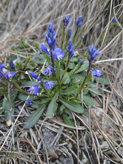 Polygala amara