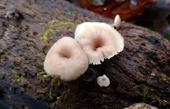 Lentinellus subaustralis