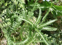 Achillea pannonica