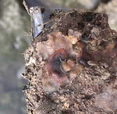 Watersipora subtorquata