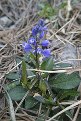 Polygala amara