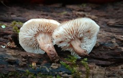 Lentinellus subaustralis