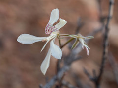 Pelargonium karooicum
