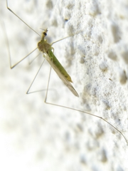 Dicranomyia