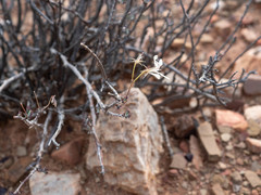Pelargonium karooicum