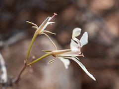 Pelargonium karooicum