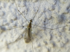 Dicranomyia