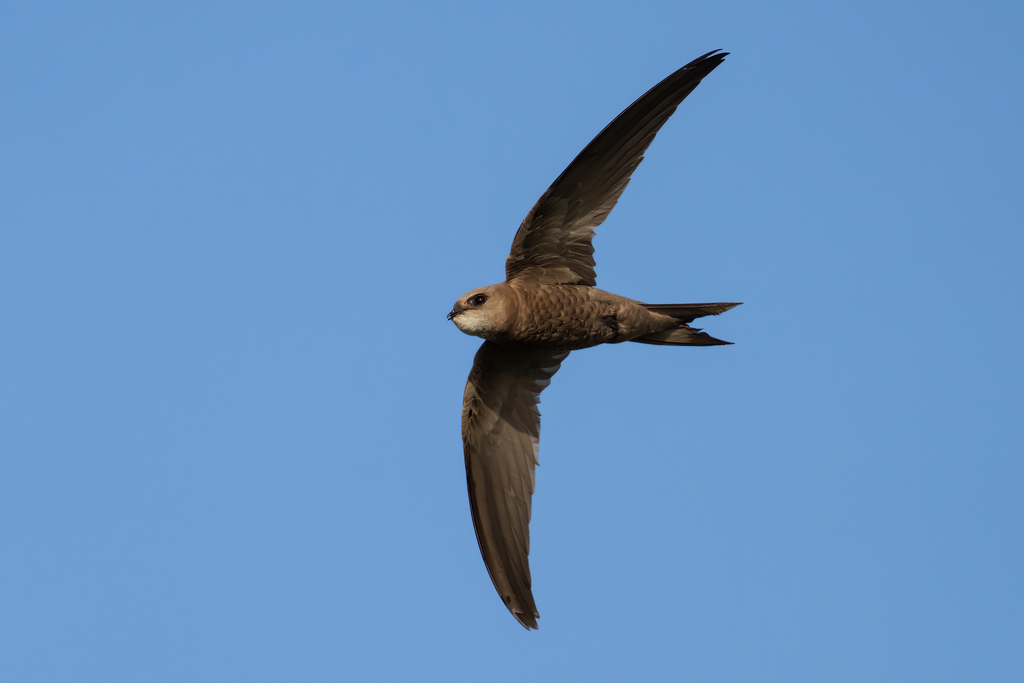Pale Martin (Riparia diluta) photo