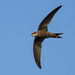 Pallid Swift - Photo (c) cog2022, some rights reserved (CC BY-NC)