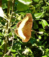 Eurytela dryope