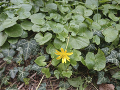 Ficaria verna verna