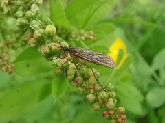 Empis punctata