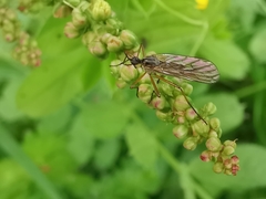 Empis punctata