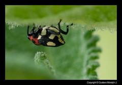 Copturus aurivillianus