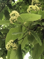 Magnoliopsida