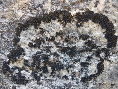 Lathagrium cristatum