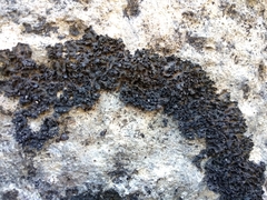 Lathagrium cristatum