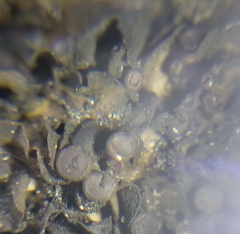 Lathagrium cristatum