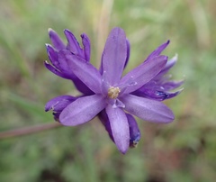 Dichelostemma congestum