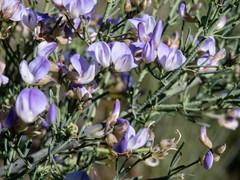 Psoralea verrucosa