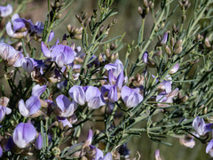 Psoralea verrucosa