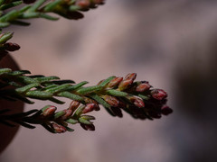 Audouinia laxa