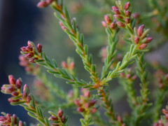Audouinia laxa
