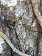 Bacidia rubella