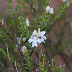 Prostanthera striatiflora