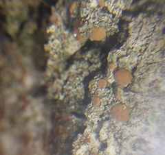 Bacidia rubella